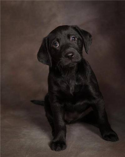 Sadie